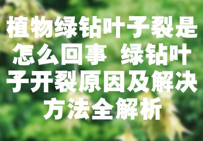 植物绿钻叶子裂是怎么回事 绿钻叶子开裂原因及解决方法全解析