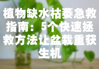植物缺水枯萎急救指南：5个快速拯救方法让盆栽重获生机