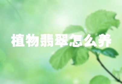 植物翡翠怎么养