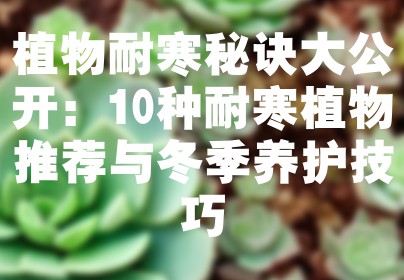 植物耐寒秘诀大公开：10种耐寒植物推荐与冬季养护技巧