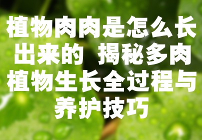 植物肉肉是怎么长出来的 揭秘多肉植物生长全过程与养护技巧