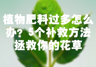 植物肥料过多怎么办？5个补救方法拯救你的花草