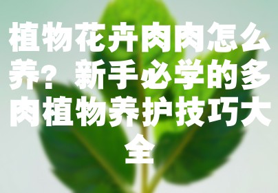 植物花卉肉肉怎么养？新手必学的多肉植物养护技巧大全
