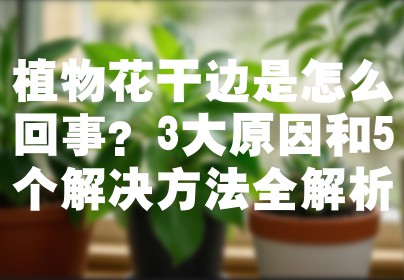 植物花干边是怎么回事？3大原因和5个解决方法全解析