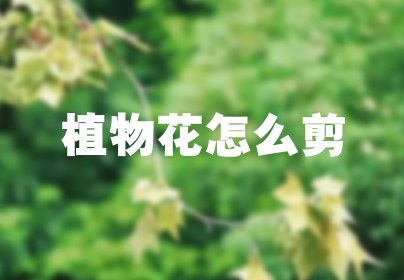 植物花怎么剪