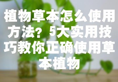 植物草本怎么使用方法？5大实用技巧教你正确使用草本植物