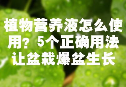 植物营养液怎么使用？5个正确用法让盆栽爆盆生长