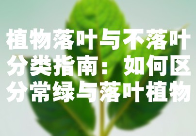 植物落叶与不落叶分类指南：如何区分常绿与落叶植物