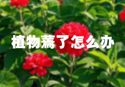 植物蔫了怎么办