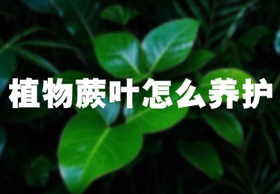 植物蕨叶怎么养护