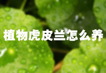 植物虎皮兰怎么养