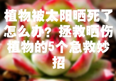 植物被太阳晒死了怎么办？拯救晒伤植物的5个急救妙招