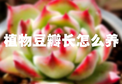植物豆瓣长怎么养