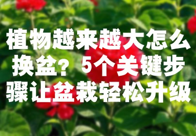植物越来越大怎么换盆？5个关键步骤让盆栽轻松升级