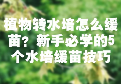 植物转水培怎么缓苗？新手必学的5个水培缓苗技巧