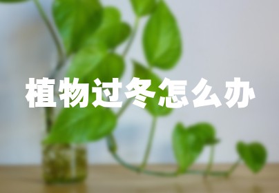 植物过冬怎么办