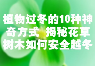 植物过冬的10种神奇方式 揭秘花草树木如何安全越冬