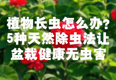 植物长虫怎么办？5种天然除虫法让盆栽健康无虫害