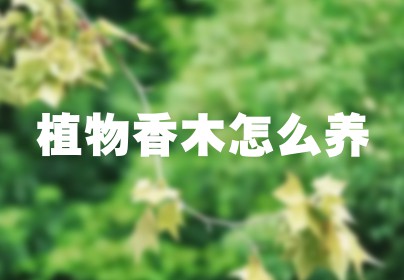 植物香木怎么养