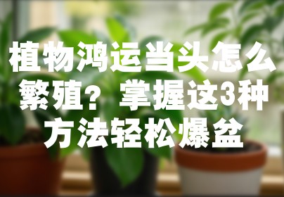 植物鸿运当头怎么繁殖？掌握这3种方法轻松爆盆