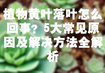 植物黄叶落叶怎么回事？5大常见原因及解决方法全解析