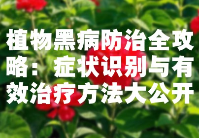 植物黑病防治全攻略：症状识别与有效治疗方法大公开