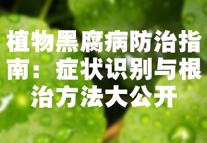 植物黑腐病防治指南：症状识别与根治方法大公开