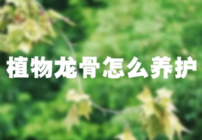 植物龙骨怎么养护