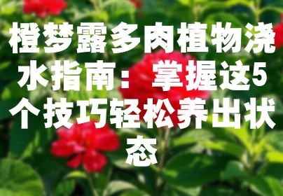 橙梦露多肉植物浇水指南：掌握这5个技巧轻松养出状态