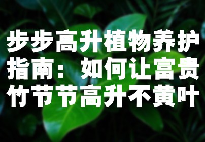 步步高升植物养护指南：如何让富贵竹节节高升不黄叶