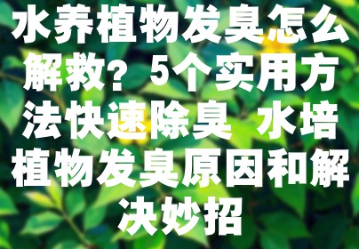 水养植物发臭怎么解救？5个实用方法快速除臭 水培植物发臭原因和解决妙招