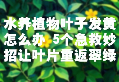 水养植物叶子发黄怎么办 5个急救妙招让叶片重返翠绿