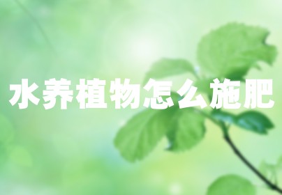 水养植物怎么施肥