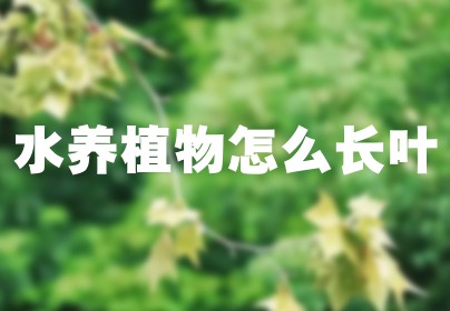 水养植物怎么长叶