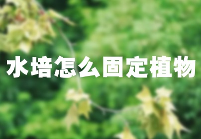 水培怎么固定植物
