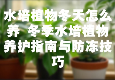 水培植物冬天怎么养 冬季水培植物养护指南与防冻技巧