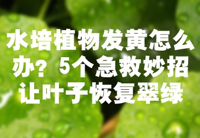 水培植物发黄怎么办？5个急救妙招让叶子恢复翠绿