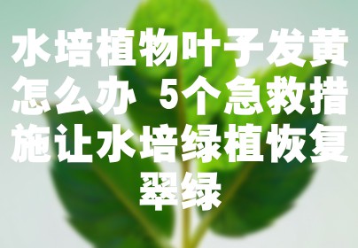 水培植物叶子发黄怎么办 5个急救措施让水培绿植恢复翠绿