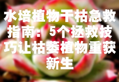 水培植物干枯急救指南：5个拯救技巧让枯萎植物重获新生