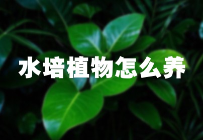 水培植物怎么养