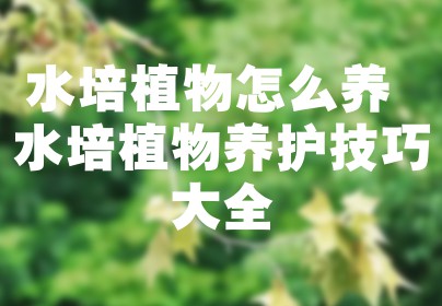 水培植物怎么养 水培植物养护技巧大全