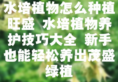 水培植物怎么种植旺盛 水培植物养护技巧大全 新手也能轻松养出茂盛绿植