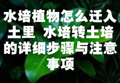 水培植物怎么迁入土里 水培转土培的详细步骤与注意事项