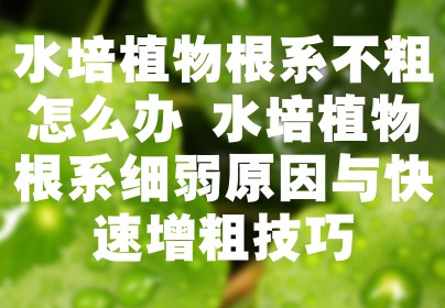 水培植物根系不粗怎么办 水培植物根系细弱原因与快速增粗技巧