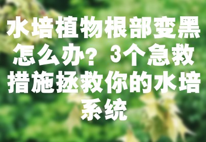 水培植物根部变黑怎么办？3个急救措施拯救你的水培系统