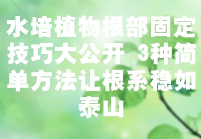 水培植物根部固定技巧大公开 3种简单方法让根系稳如泰山