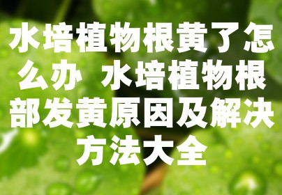 水培植物根黄了怎么办 水培植物根部发黄原因及解决方法大全