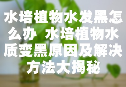 水培植物水发黑怎么办 水培植物水质变黑原因及解决方法大揭秘