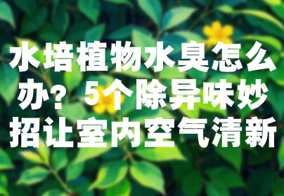 水培植物水臭怎么办？5个除异味妙招让室内空气清新