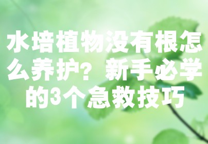 水培植物没有根怎么养护？新手必学的3个急救技巧